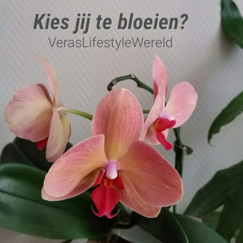 Kies jij te bloeien?