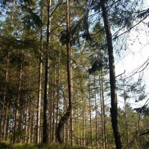 Naaldbomen- en berkenbos in Zweden