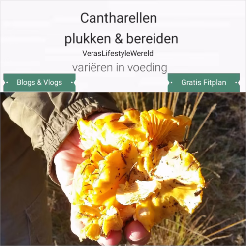 cantharellen in het wild plukken en bereiden