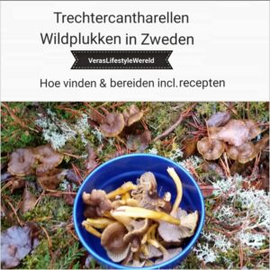 Trechtercantharellen - Wildplukken in Zweden