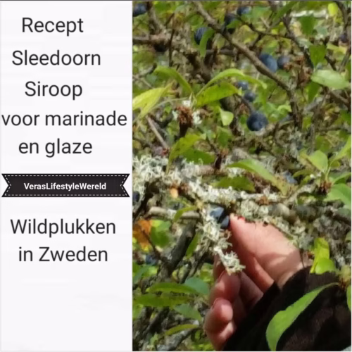 Koken met sleedoorn | 3x sleedoorn recepten | Wildplukken in Zweden
