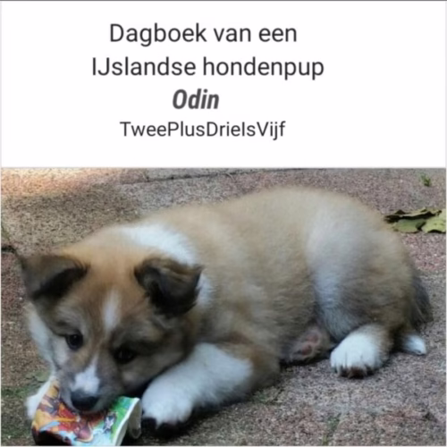 Dagboek van een IJslandse hondenpup Odin