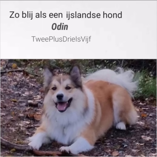 Zo blij als een ijslandse hond