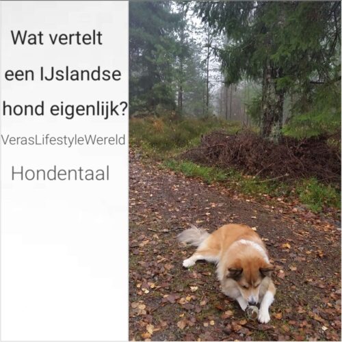 Wat vertelt een IJslandse hond eigenlijk?