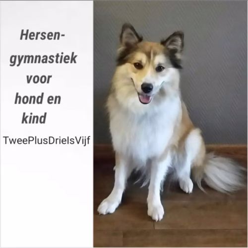 Leuk hersengymnastiek voor hond en kind