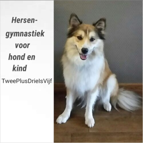 Leuk hersengymnastiek voor hond en kind