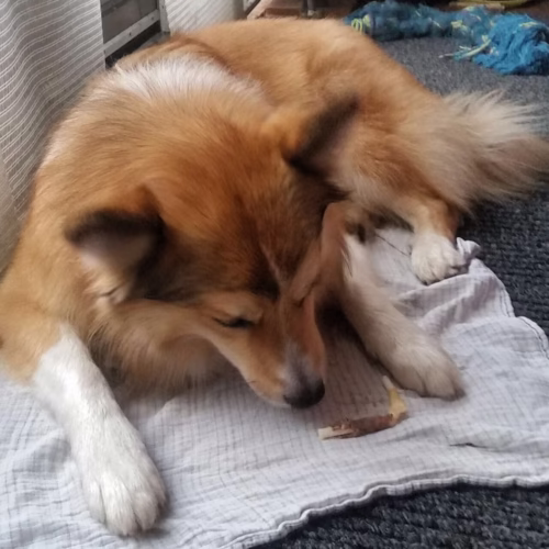 Welk vernielspeelgoed heb jij voor jouw hond? Maak snuffelen en spelen leuker en geef een hond een voldaan gevoel met deze tips van Twee Plus Drie Is Vijf.