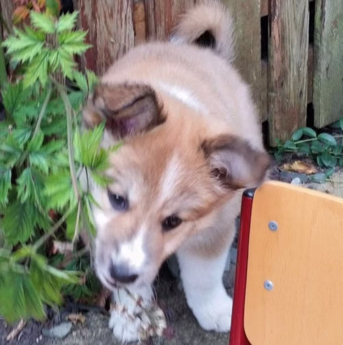 Wees zo moedig als een puppy - Jij kunt dit ook!