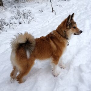 Werken als een hond - Hoe went een puppy aan sneeuw