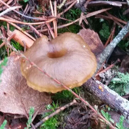 Wildplukken in Zweden - Hoe en wat