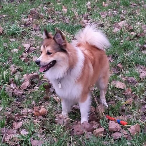 Hoe leer je een hond apporteren?