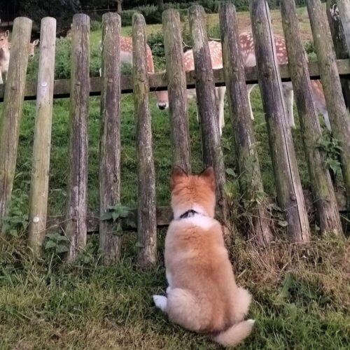 Vind jouw innerlijke wolf