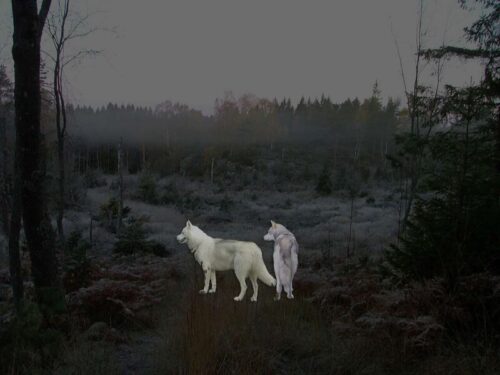 De 'wolvenpups' uit het fictie 15+ boek De Gelijkgestemden - Een Nieuw Begin van V.P. Ramman zijn gebaseerd op de echte Storm en Logan