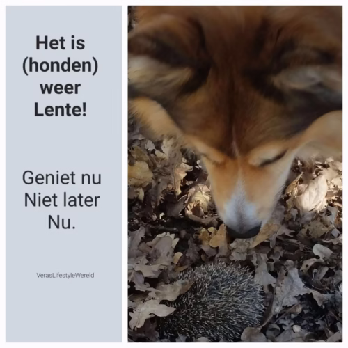 Het is - honden - weer Lente! Geniet nu. Niet later. Nu.