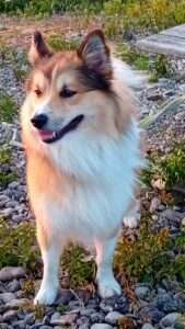 Stoere IJslandse hond Odin zorgt voor rust - V.P. Ramman