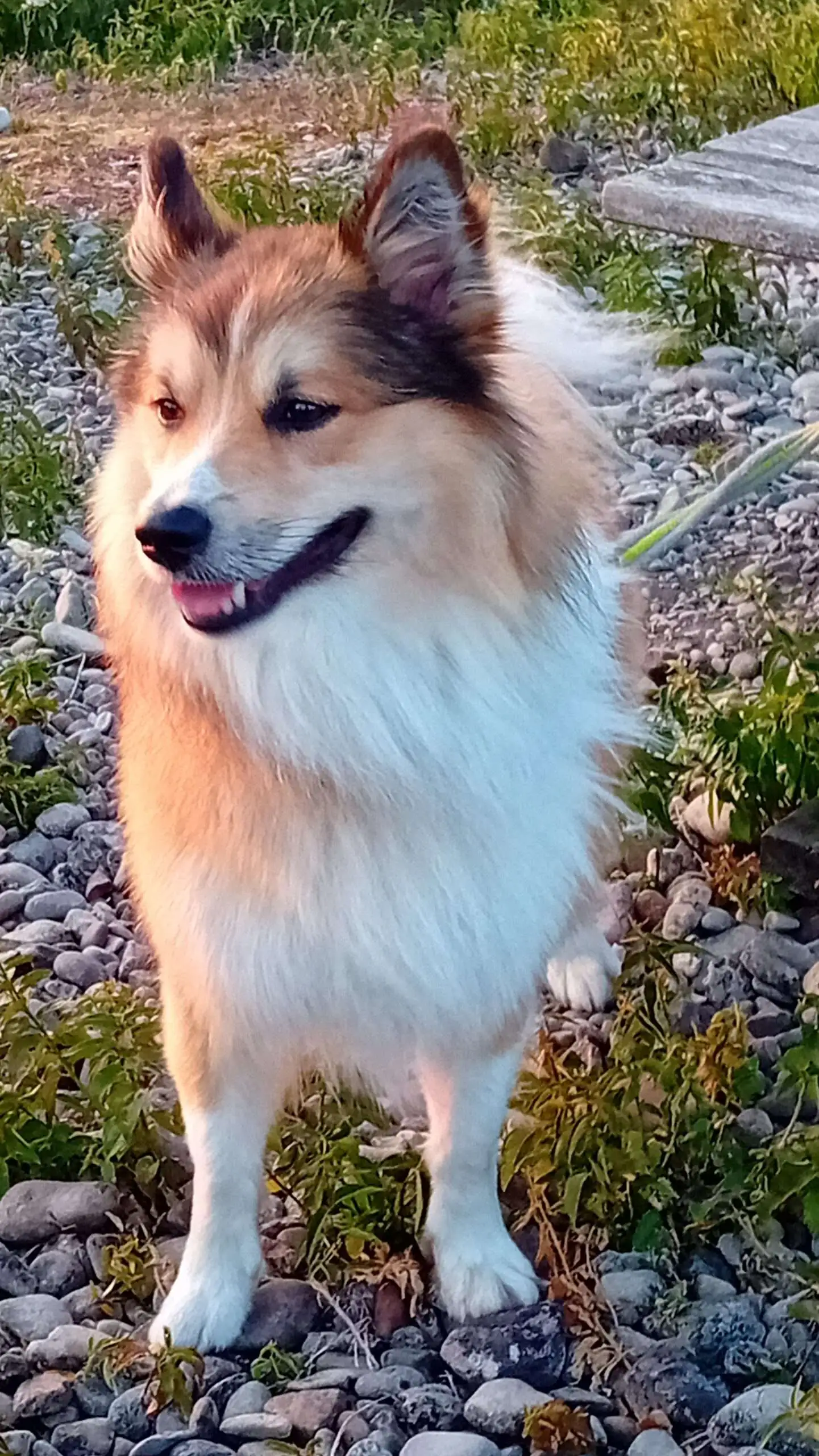 Stoere IJslandse hond Odin zorgt voor rust - V.P. Ramman