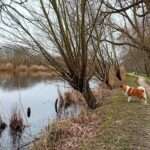 Ken jij jouw hond ook zo goed? In het fantasy boek De Gelijkgestemden - Een Nieuw Begin is die observatie erg belangrijk