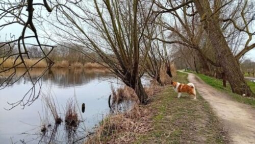 Ken jij jouw hond ook zo goed? In het fantasy boek De Gelijkgestemden - Een Nieuw Begin is die observatie erg belangrijk