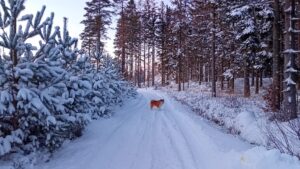 Mindful zijn | Voelen dat je leeft