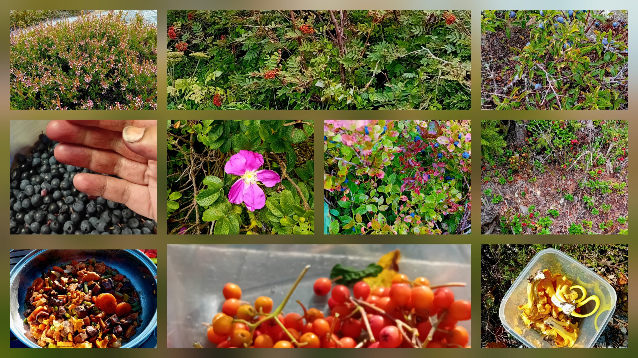 Proef het wild | Meer dan 10 wildpluk recepten