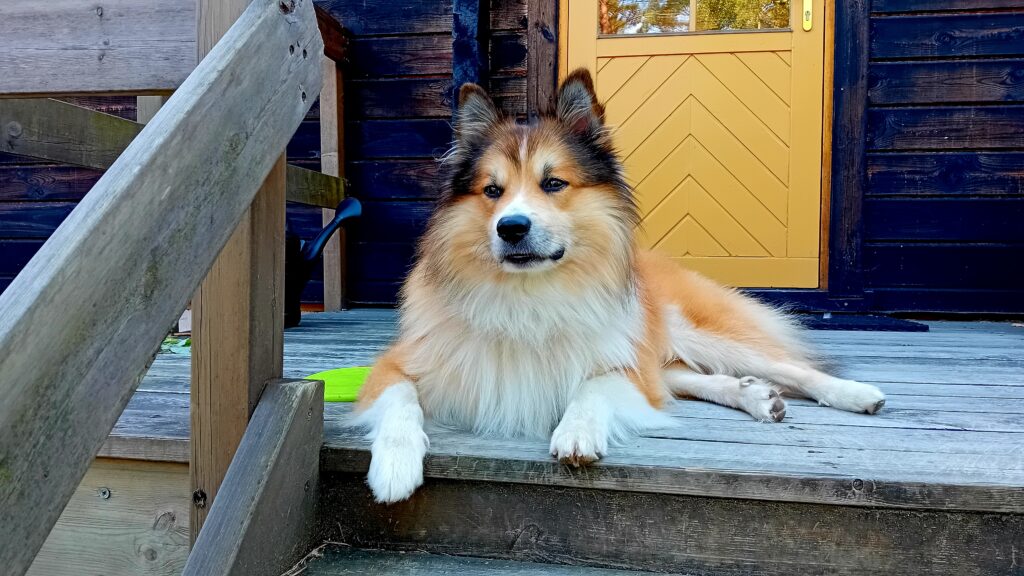Als je geen tijd hebt | Mindful | Spiegelen met honden
